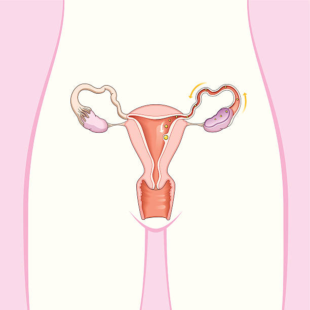 sequedad vaginal ilustración aparato genital