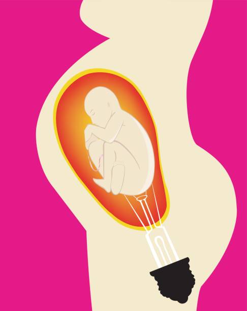 embarazo sequedad vaginal ilustración feto