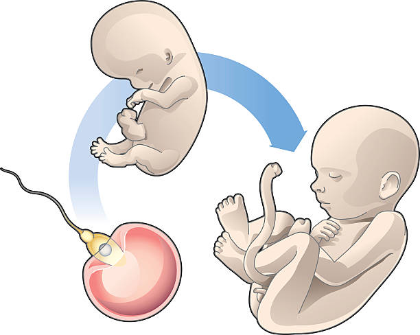 ciclo fetal embarazo sequedad vaginal