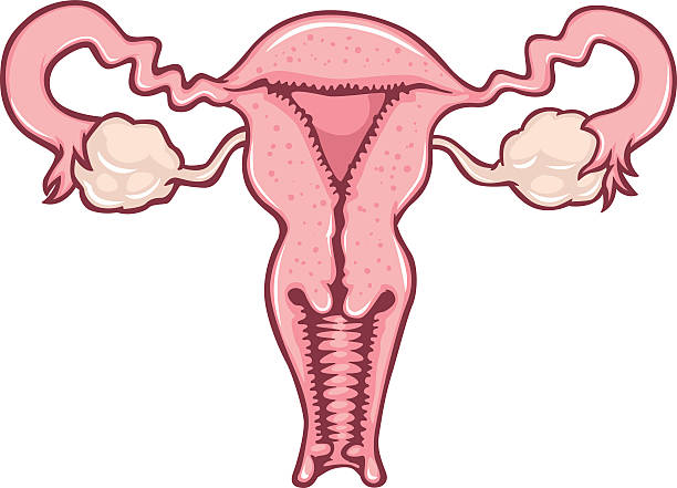 óvulos sequedad vaginal uretra